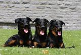 BEAUCERON 779